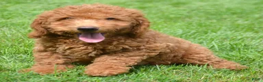 Duncan Mini Goldendoodle 1