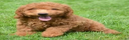 Mini Goldendoodle dogs for sale: Duncan Mini Goldendoodle 1 - Ad 1