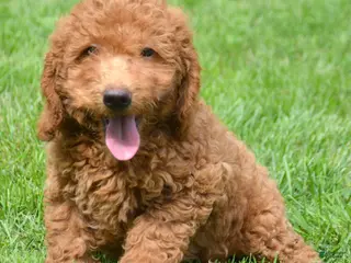Mini Goldendoodle dogs Duncan Mini Goldendoodle 1 - Ad 6
