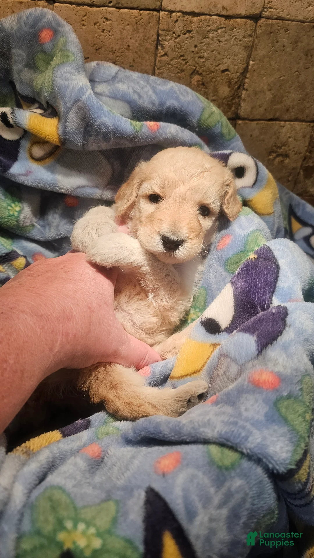 Goldendoodle dogs for sale: Stella Goldendoodle Puppy 7 - Ad 1