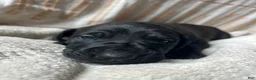 Great Dane dogs for sale: Giulia - Ad 3