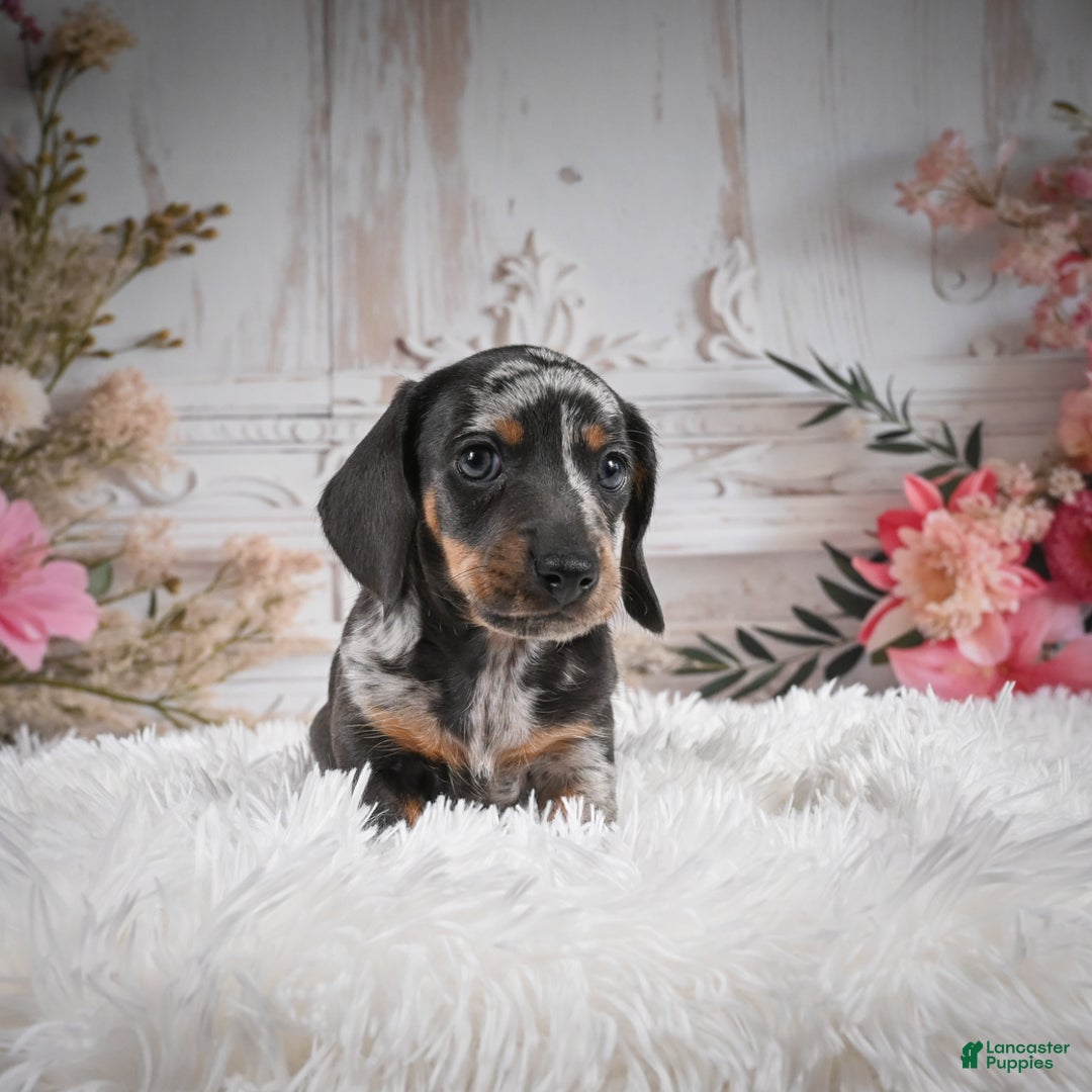 Miniature Dachshund dogs for sale: Phoenix-AKC - Ad 15