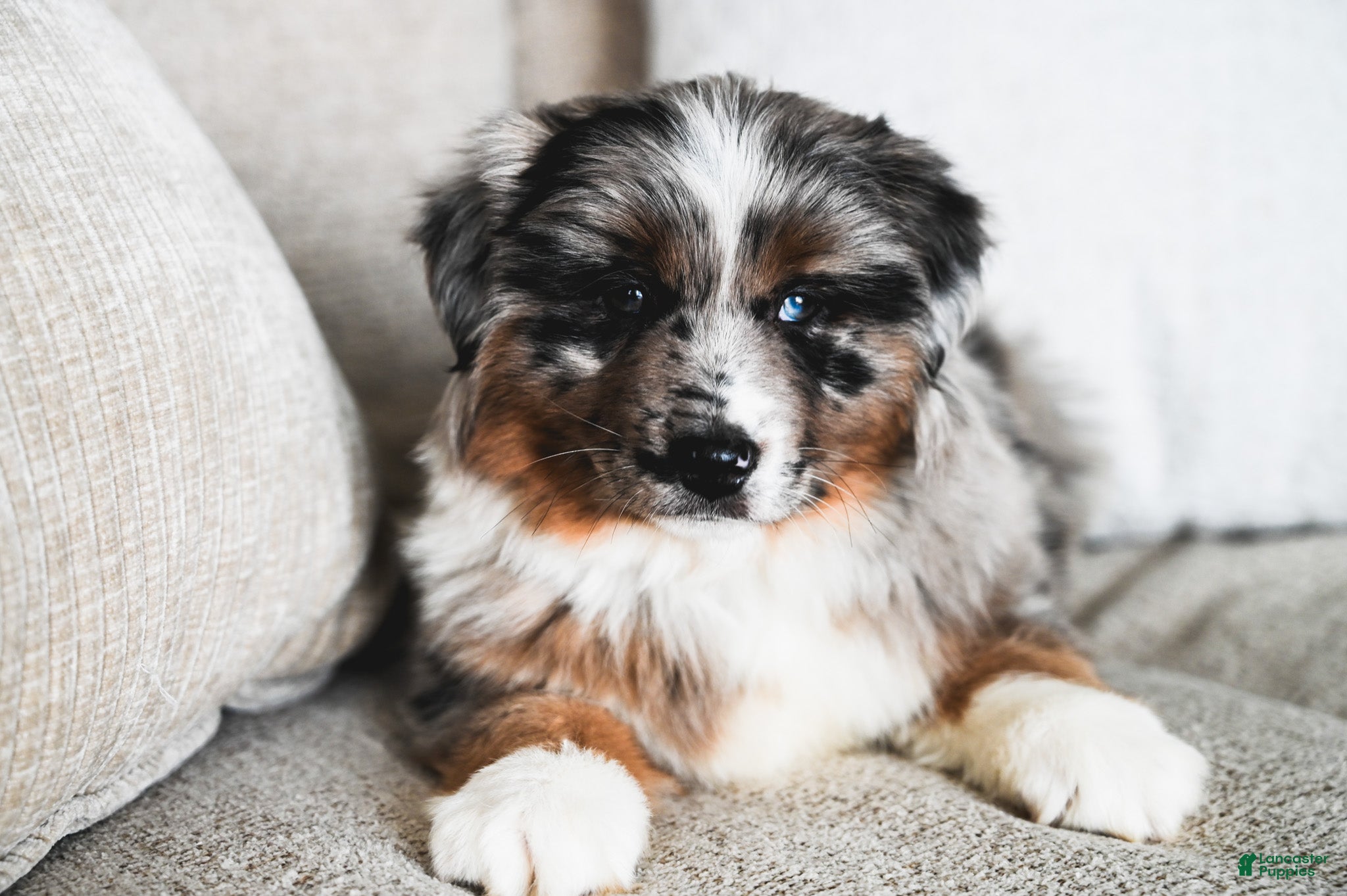 Miniature Australian Shepherd dogs Zuko - Ad 27