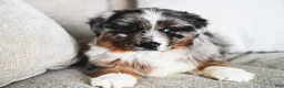 Miniature Australian Shepherd dogs for sale: Zuko - Ad 1