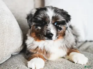 Miniature Australian Shepherd dogs Zuko - Ad 27