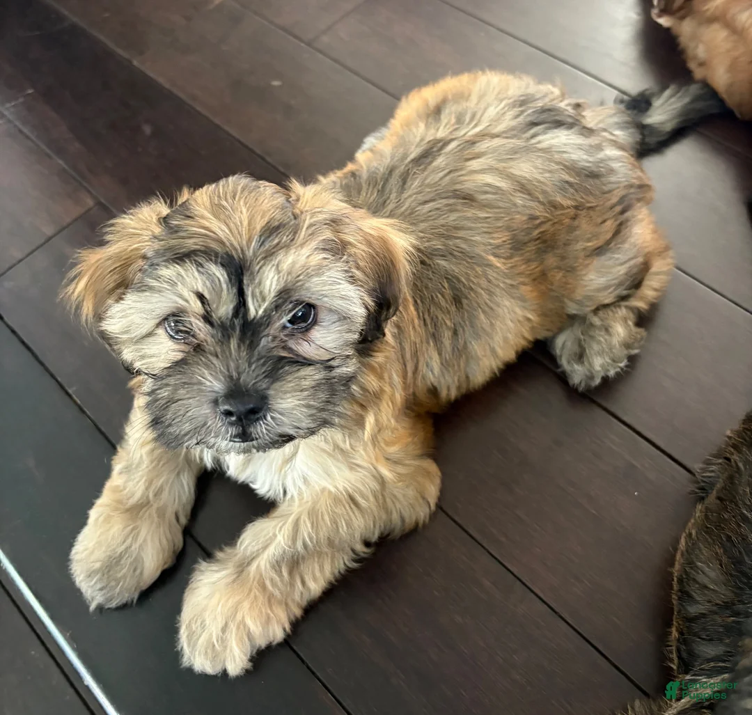 Mixed Breed dogs for sale: Cinnamon - Ad 2