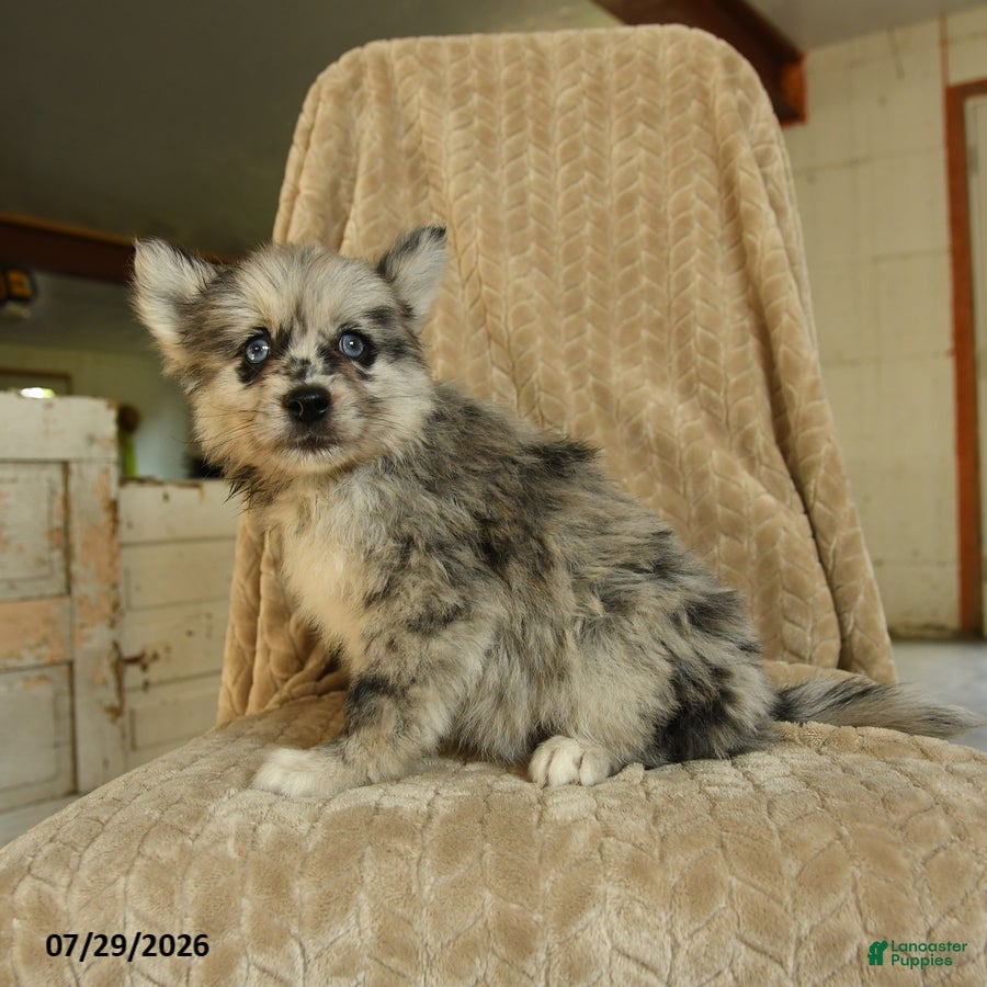 Pomsky dogs Zolton - Ad 2