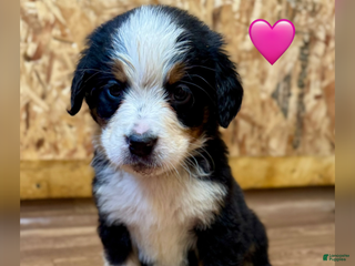 Bernese Mountain Dog dogs Ellie - Ad 28