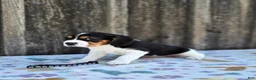 Beaglier dogs for sale: Duke - Ad 4