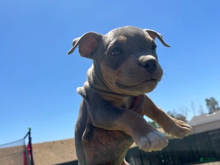 American Bully dogs - Ad 3