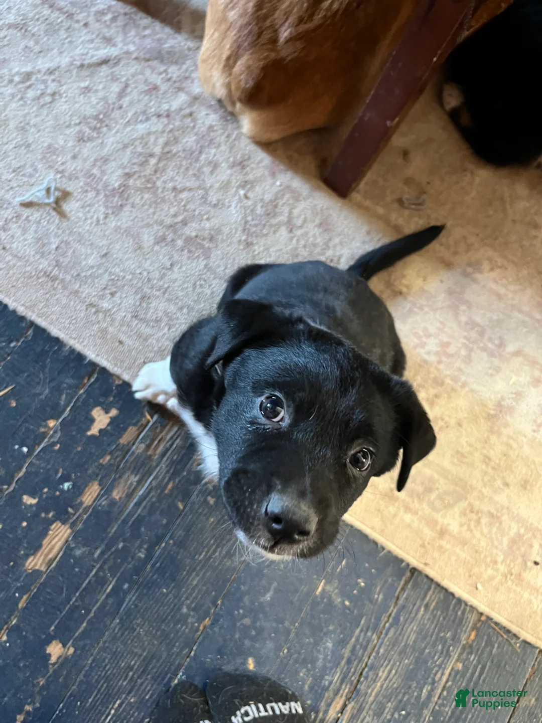 Mixed Breed dogs for sale: Elfie  - Ad 2