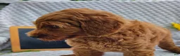 Mini Goldendoodle dogs for sale: Trevor - Ad 6