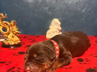 Doberman Pinscher dogs Obsidian Wildfire’s Tisiphone - Ad 7