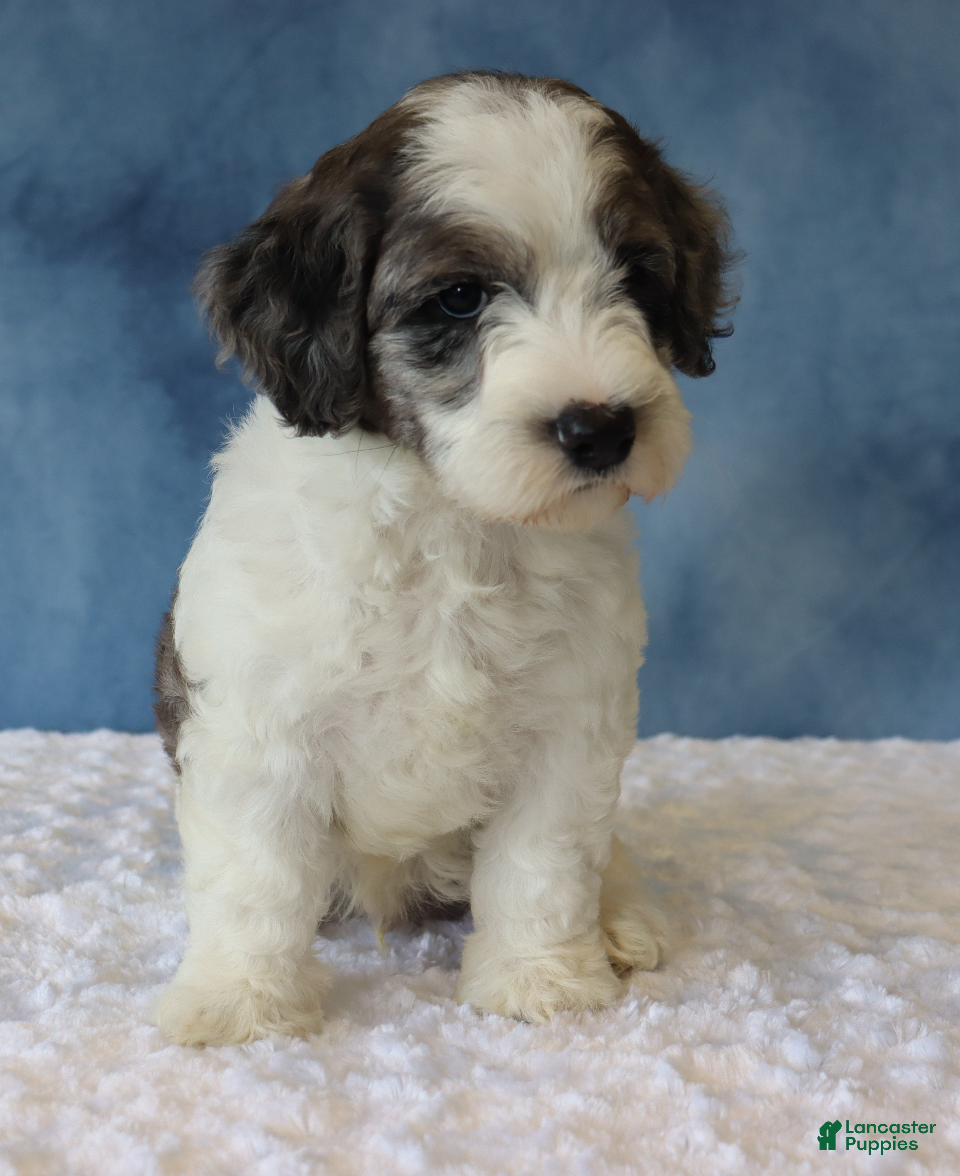 Mixed Breed dogs Ziggy - Ad 2