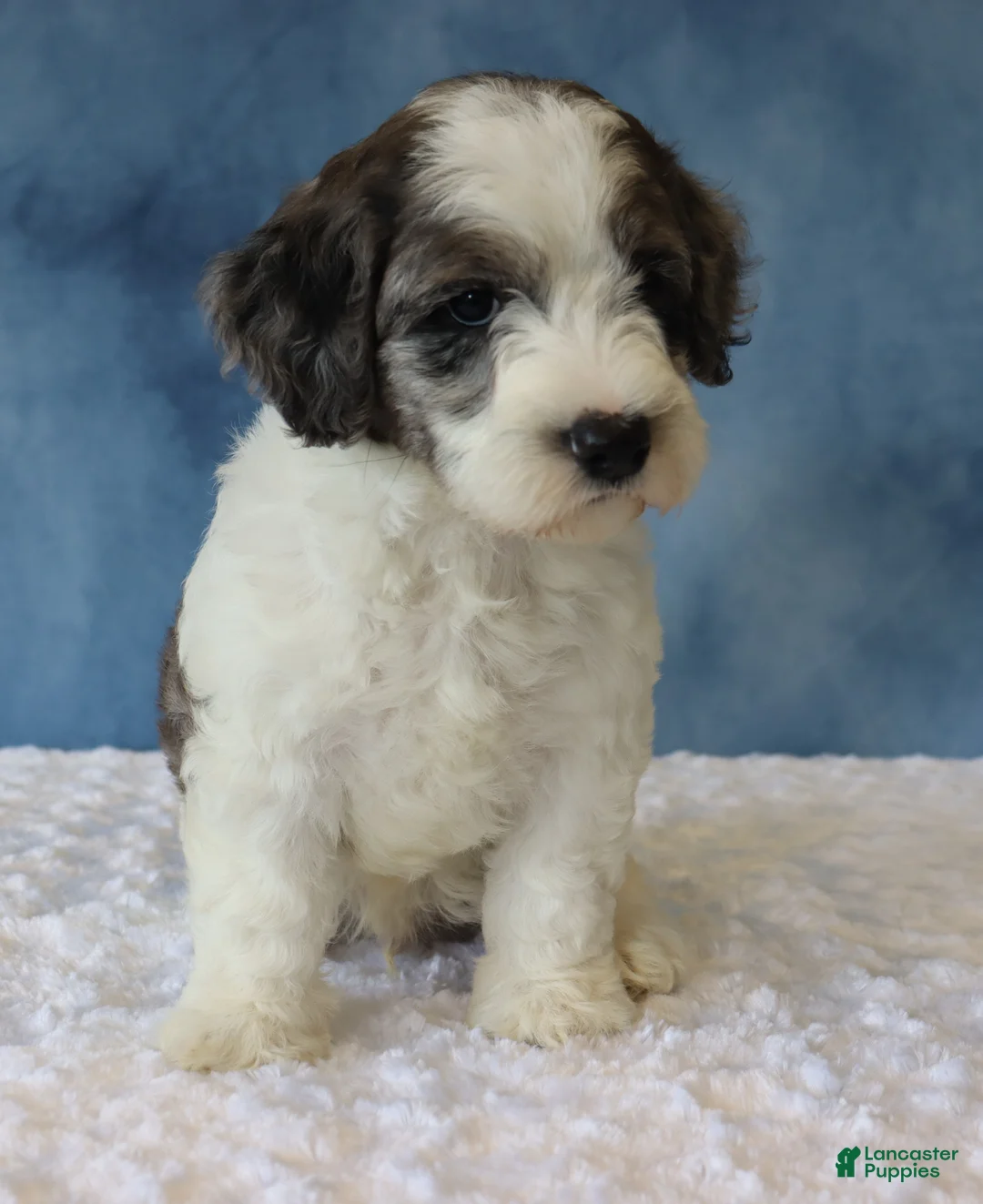 Mixed Breed dogs for sale: Ziggy - Ad 2