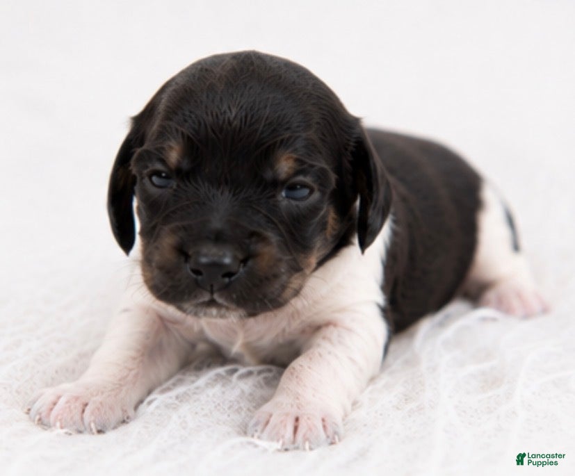 Miniature Dachshund dogs River - Ad 1