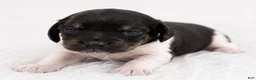 Miniature Dachshund dogs for sale: River - Ad 1