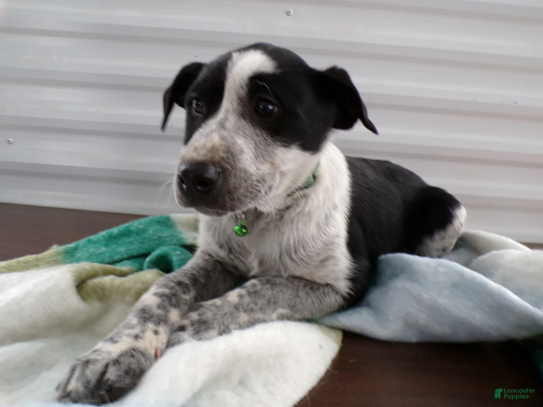 Border Terrier dogs for sale: Border Terrier Puppy 1 MARTY - Ad 3
