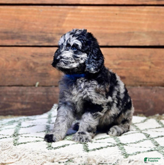 Goldendoodle dogs Cowboy (Dark Blue Collar) - Ad 1
