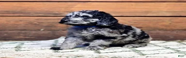 Cowboy (Dark Blue Collar)