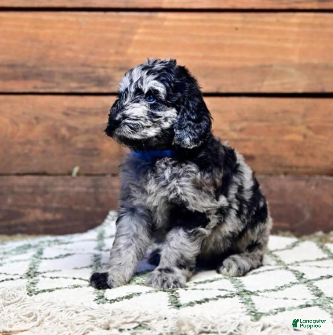 Goldendoodle dogs for sale: Cowboy (Dark Blue Collar) - Ad 1