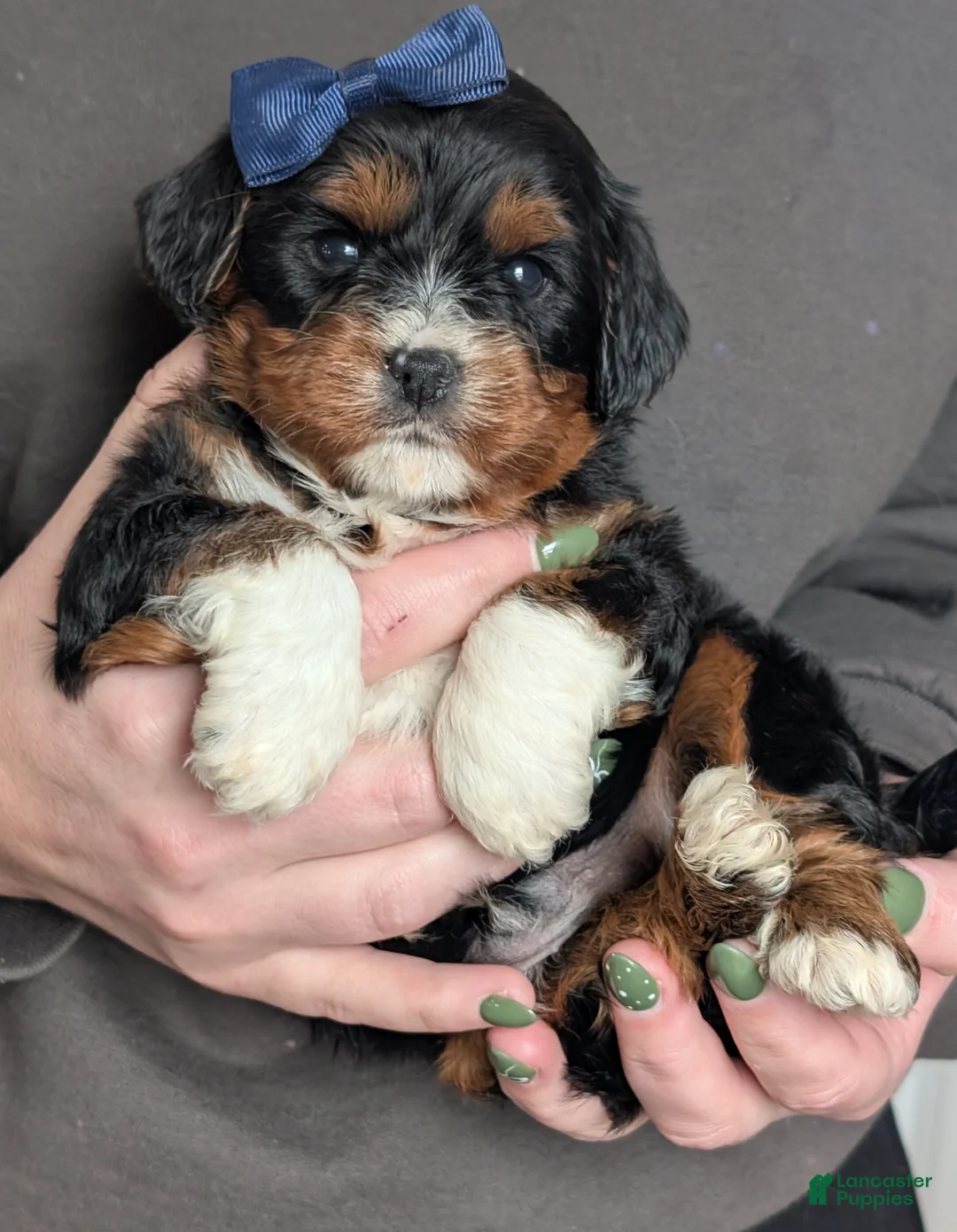 Cavapoo dogs for sale: Louie - Ad 1