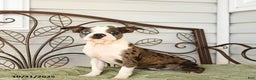 Boston Terrier dogs for sale: Davey - Ad 3