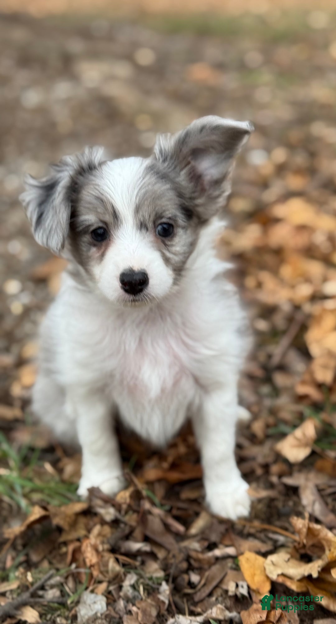 Mixed Breed dogs for sale: Slate - Ad 3