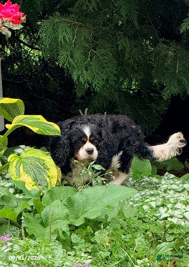 Cavalier King Charles Spaniel dogs Moe - Ad 2