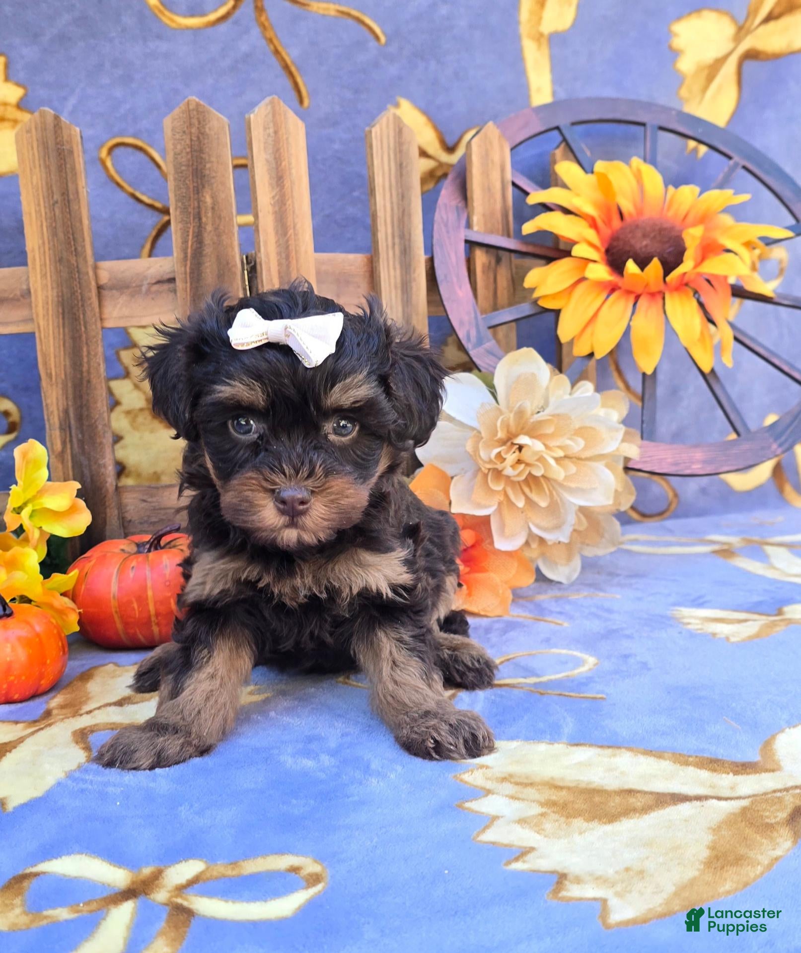 Maltipoo dogs for sale: Jewl - Ad 7