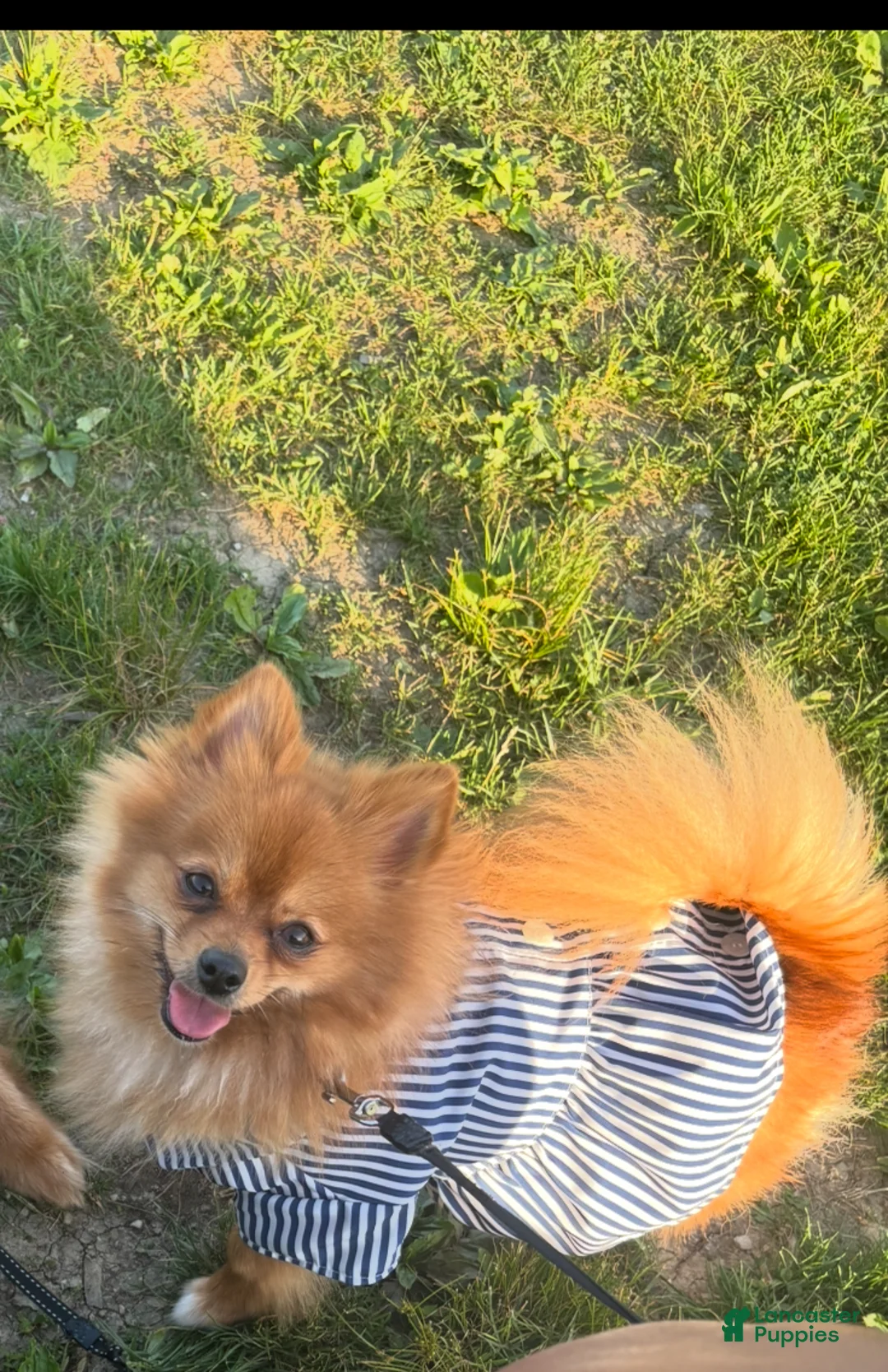 Pomeranian dogs for sale: Pomeranian Puppy 1 - Ad 2