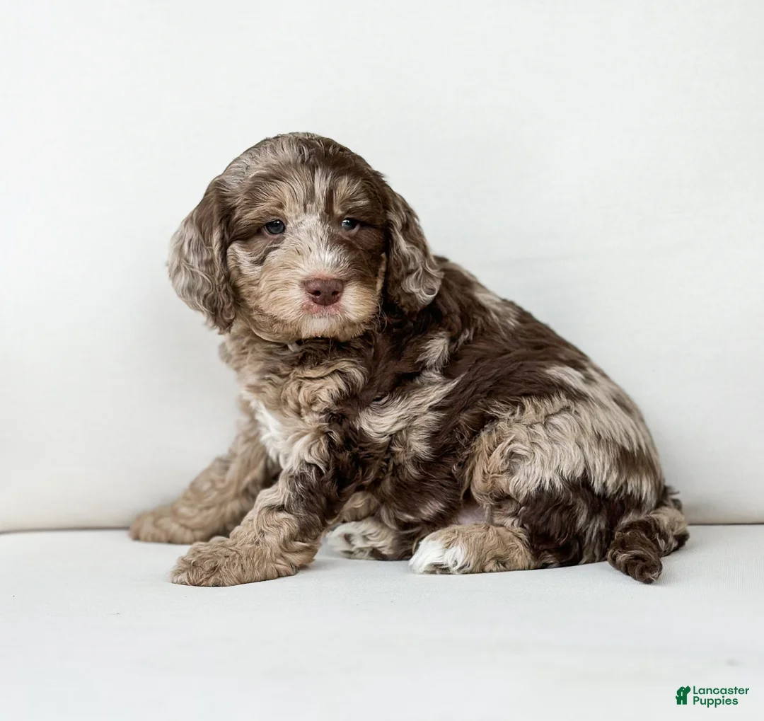 Mini Goldendoodle dogs for sale: Truffle - Ad 1