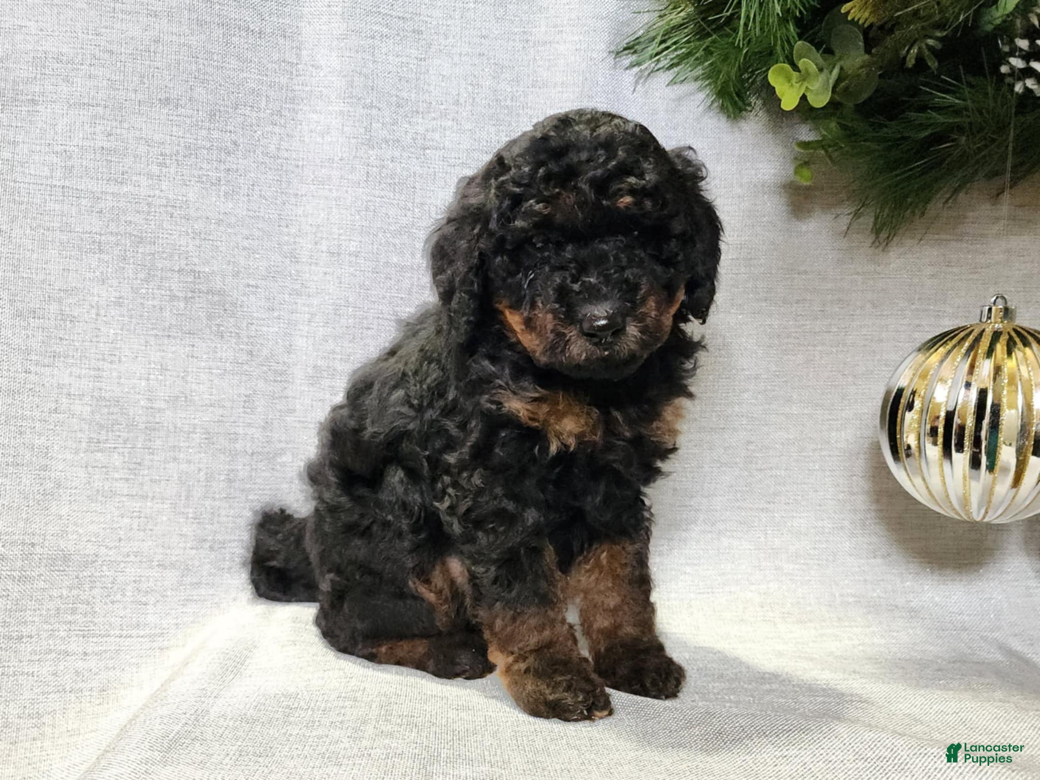 Mini Bernedoodle dogs Klaus - Ad 20