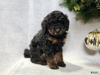 Mini Bernedoodle dogs Klaus - Ad 19