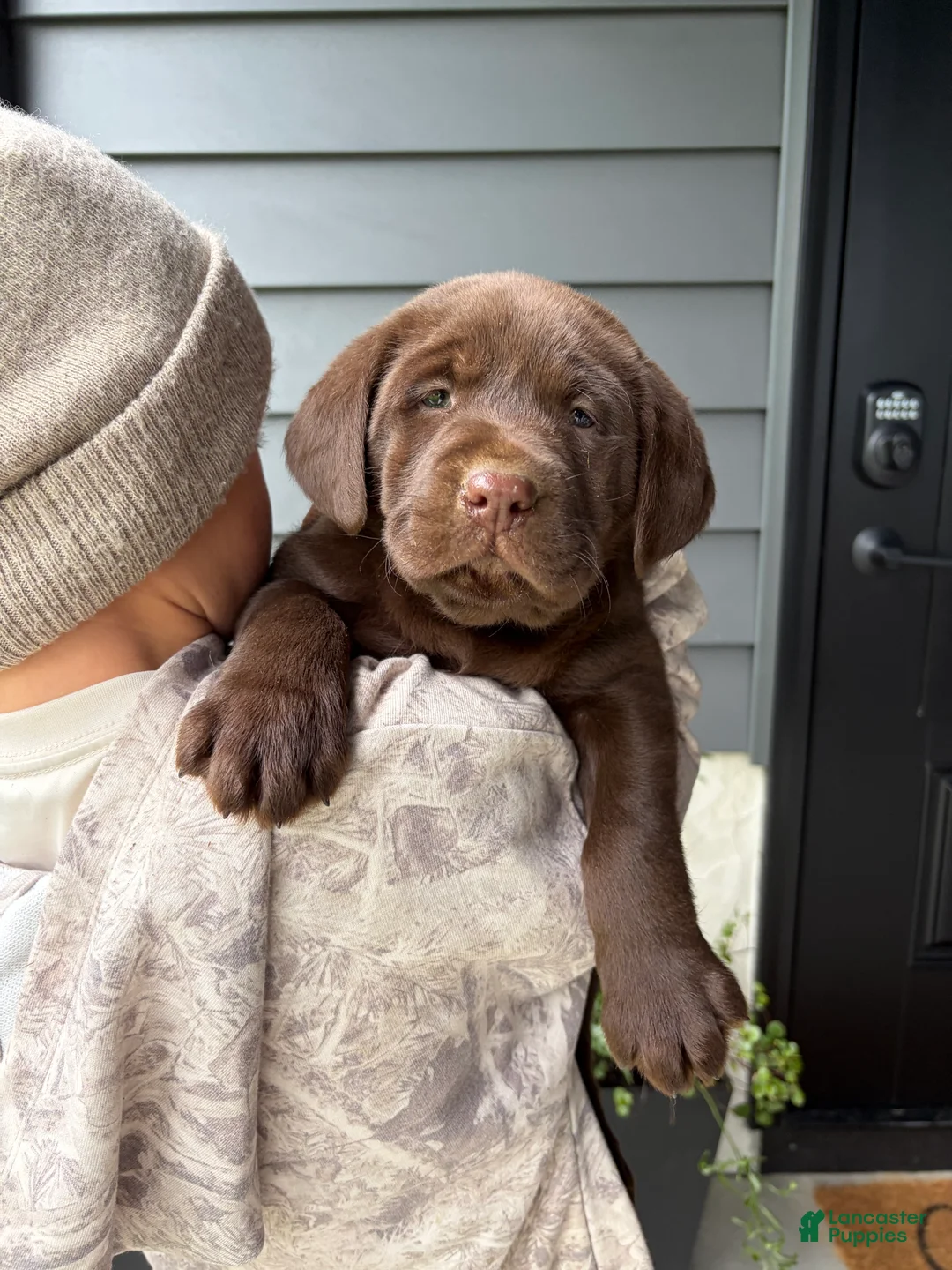 Labrador Retriever dogs for sale: Jett - Ad 1