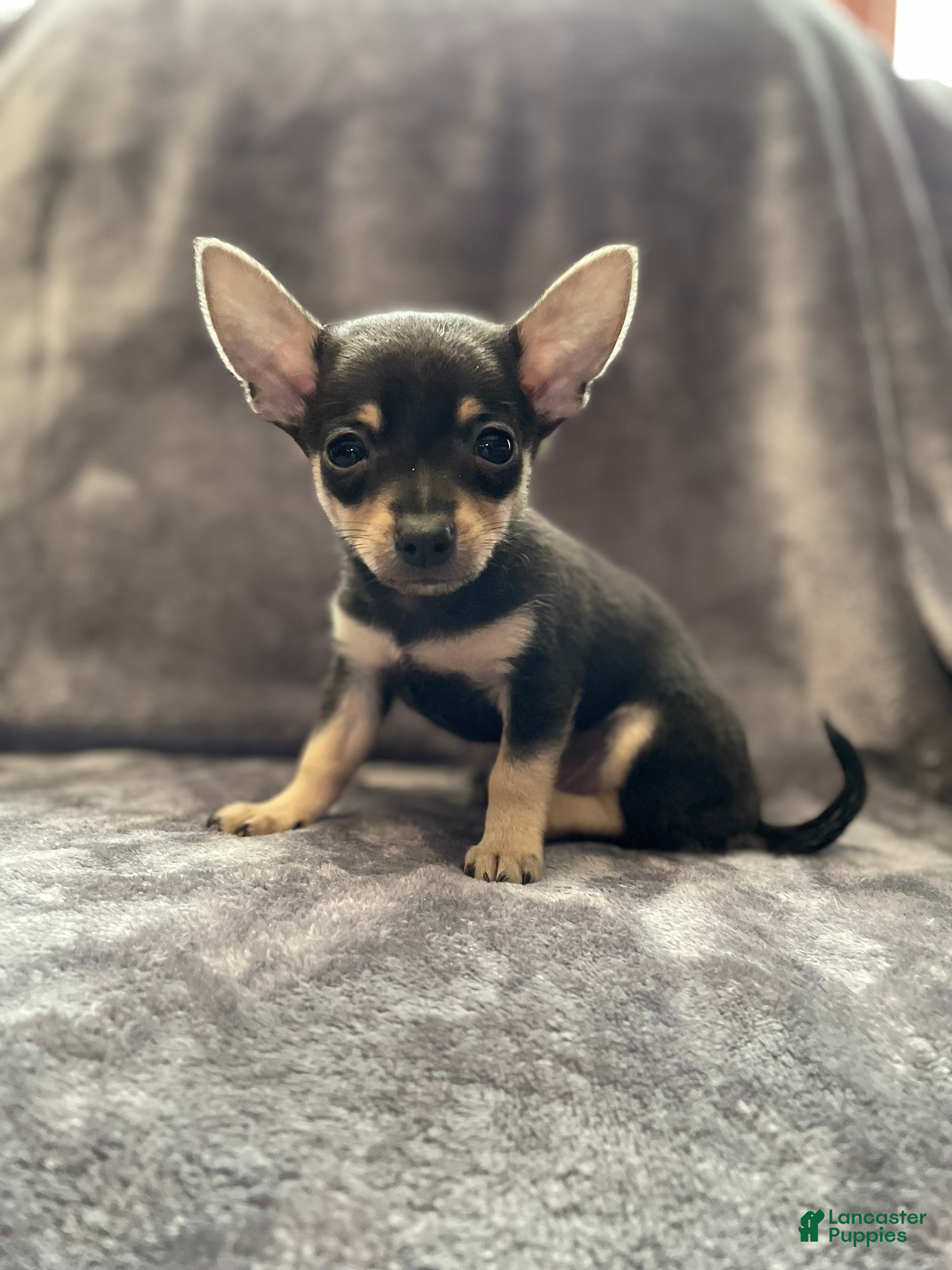 Pomchi dogs Dr Pepper - Ad 7