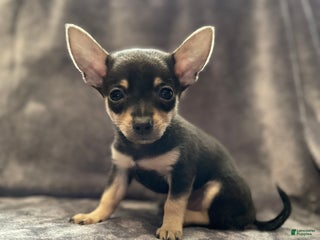 Pomchi dogs Dr Pepper - Ad 6