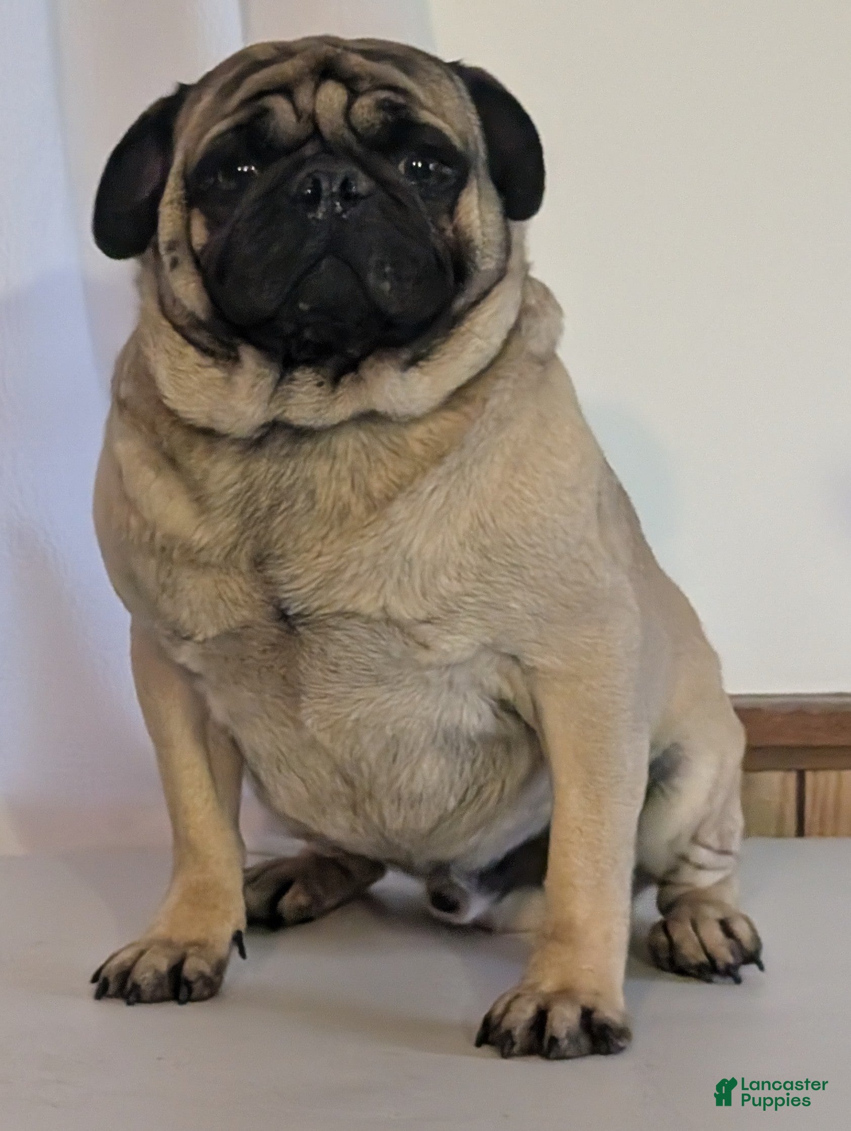 Puggle dogs Kati - Ad 2