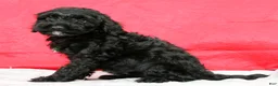 Cavapoo dogs for sale: Dorthea - Ad 4