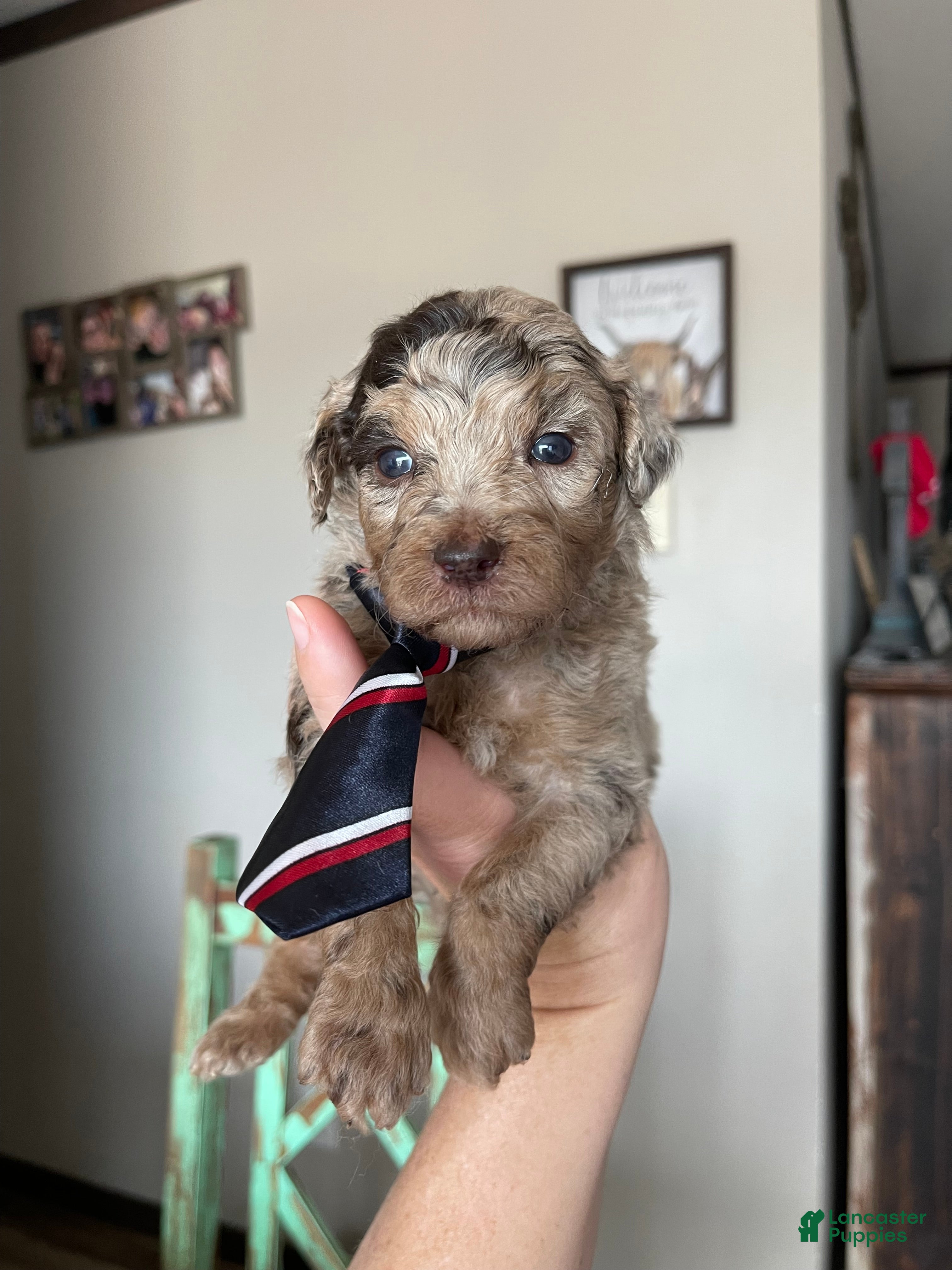 Miniature Poodle dogs Akc Chocolate Merle Phantom boy 2 - Ad 3
