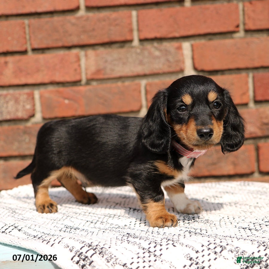 Miniature Dachshund dogs Lincoln - Ad 1