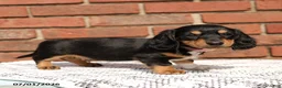 Miniature Dachshund dogs for sale: Lincoln - Ad 1