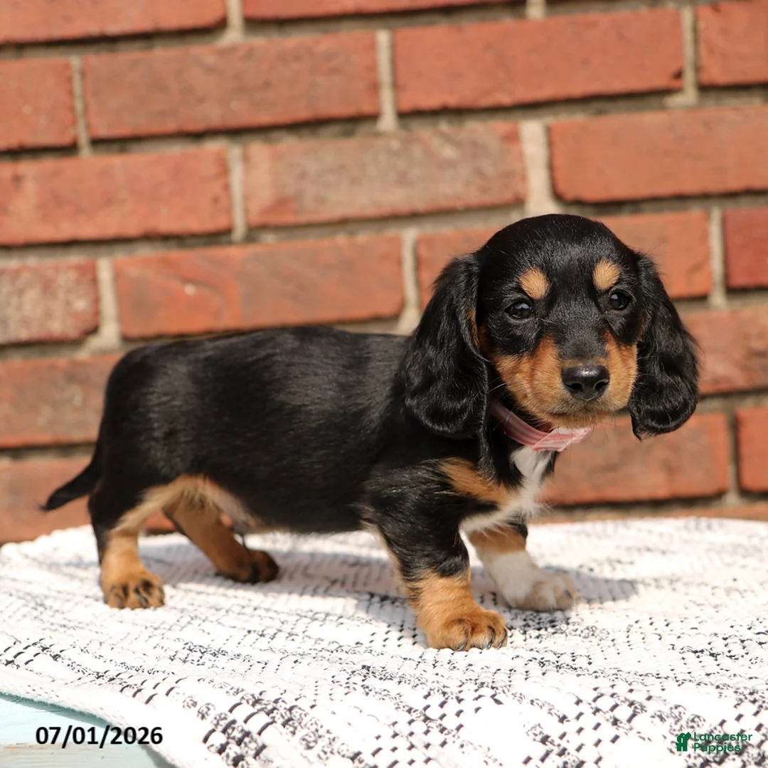 Miniature Dachshund dogs for sale: Lincoln - Ad 1