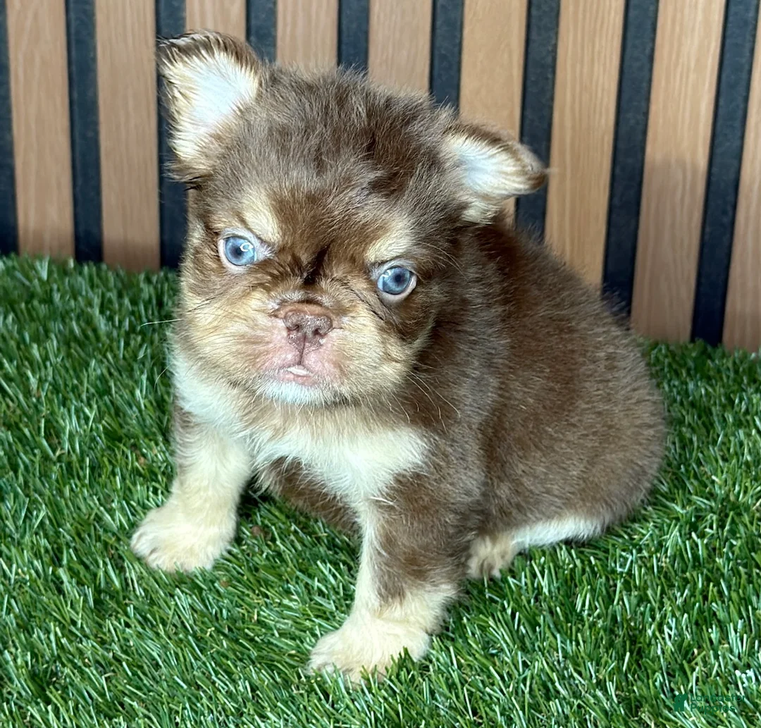 French Bulldog dogs for sale: Omarion - Ad 1