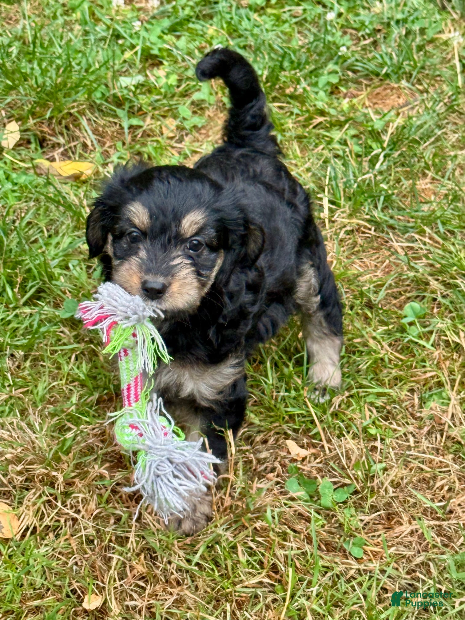 Mini Bernedoodle dogs Annie - Ad 1