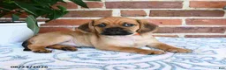 Puggle dogs for sale: Simpkins - Ad 3