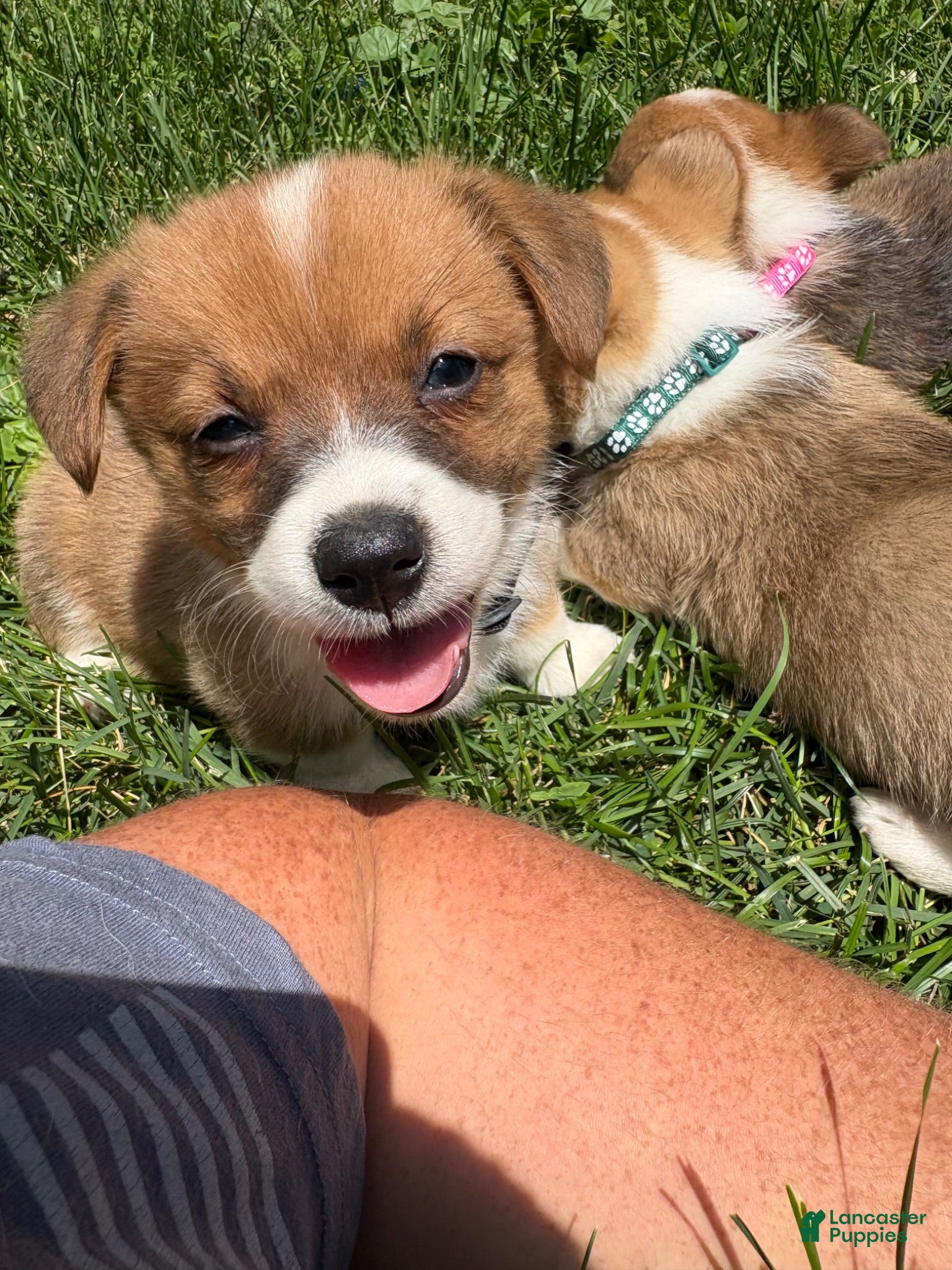 Welsh Corgi Pembroke dogs Welsh Corgi Pembroke 5 - Ad 2