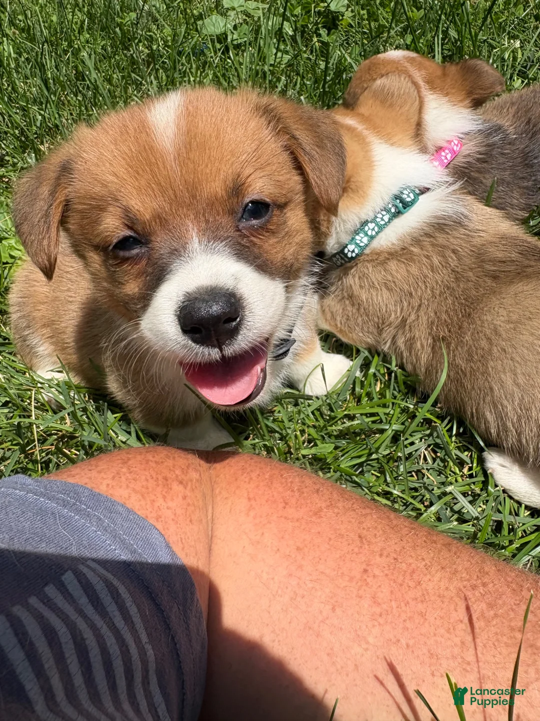 Welsh Corgi Pembroke dogs for sale: Welsh Corgi Pembroke 5 - Ad 2