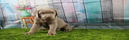 Labrador Retriever dogs for sale: Labrador Retriever Puppy 3 - Ad 8