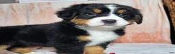 Bernese Mountain Dog dogs for sale: Hazel  - Ad 2